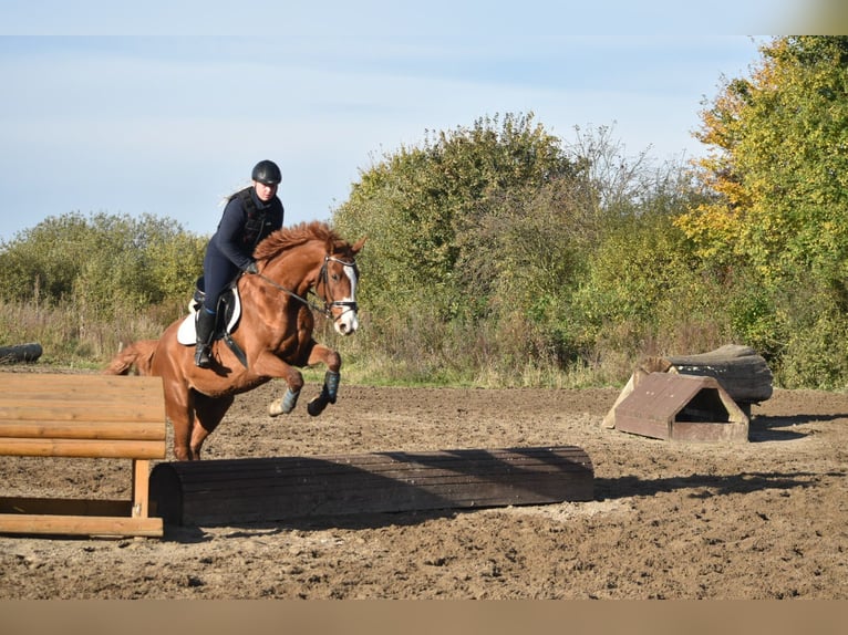 Mecklenburger Warmblut Stute 10 Jahre 167 cm Fuchs in Satow