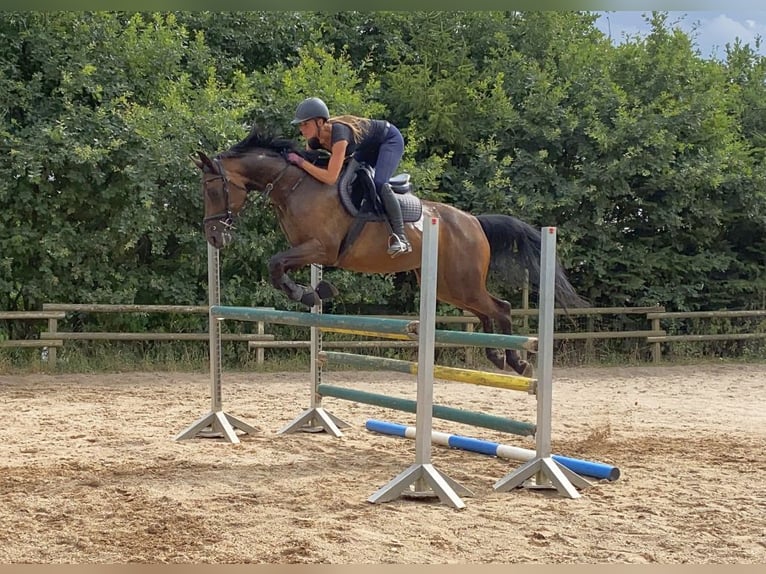 Mecklenburger Warmblut Stute 10 Jahre 168 cm Brauner in Reichenbach