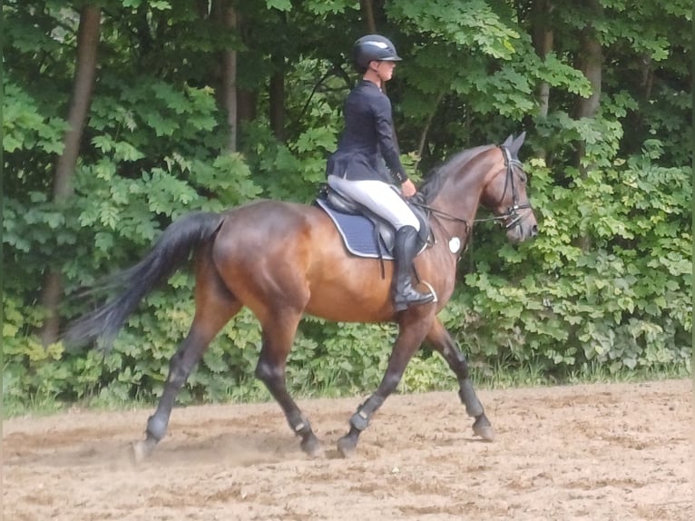 Mecklenburger Warmblut Stute 10 Jahre 168 cm Brauner in Heinsdorfergrund