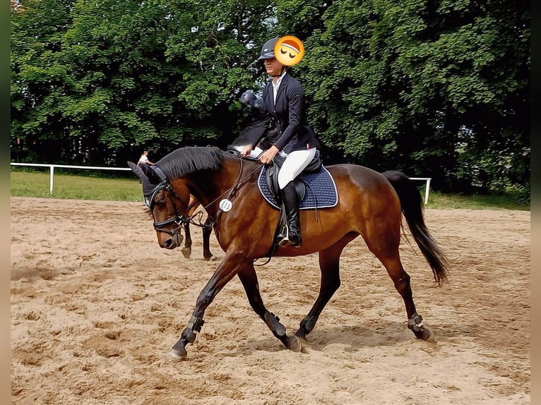 Mecklenburger Warmblut Stute 10 Jahre 168 cm Brauner in Heinsdorfergrund