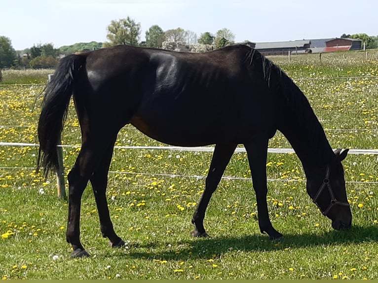 Mecklenburger Warmblut Stute 10 Jahre Schwarzbrauner in Ludwigslust