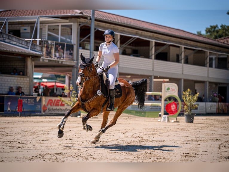 Mecklenburger Warmblut Stute 11 Jahre 163 cm Brauner in Kevelaer