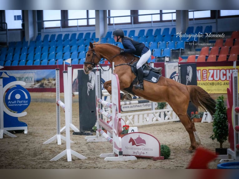 Mecklenburger Warmblut Stute 11 Jahre 163 cm Fuchs in Neustadt Dosse