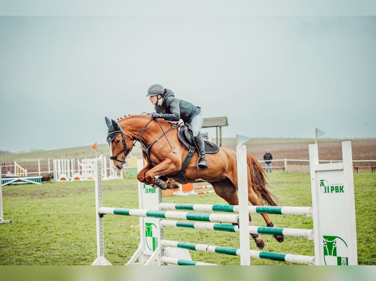 Mecklenburger Warmblut Stute 11 Jahre 163 cm Fuchs in Neustadt Dosse