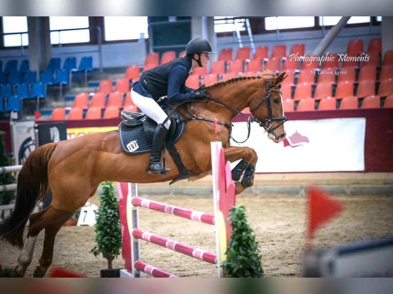 Mecklenburger Warmblut Stute 11 Jahre 164 cm Fuchs in Insel Poel
