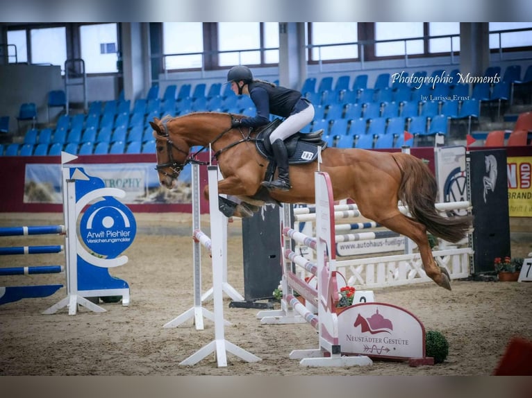 Mecklenburger Warmblut Stute 11 Jahre 164 cm Fuchs in Insel Poel