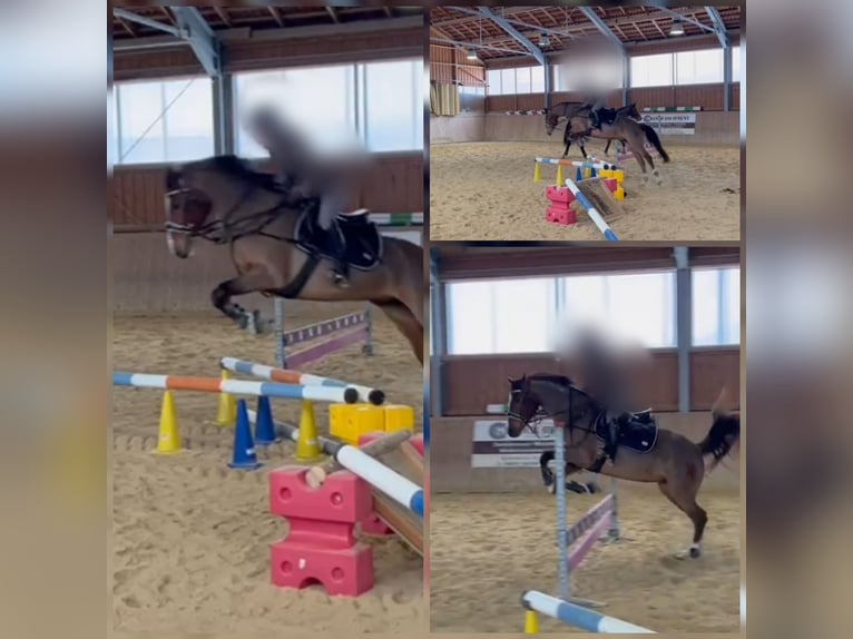 Mecklenburger Warmblut Stute 11 Jahre 164 cm Hellbrauner in Gera