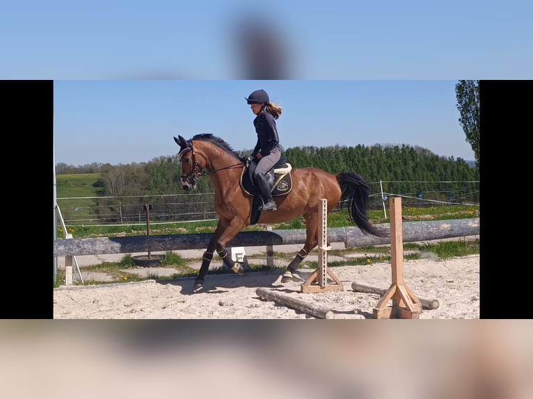 Mecklenburger Warmblut Stute 11 Jahre 164 cm Hellbrauner in Gera