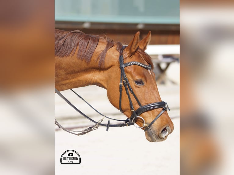 Mecklenburger Warmblut Stute 11 Jahre 165 cm Fuchs in Backnang