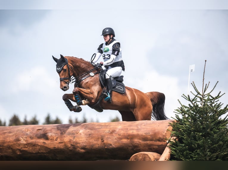 Mecklenburger Warmblut Stute 11 Jahre 165 cm Fuchs in Backnang