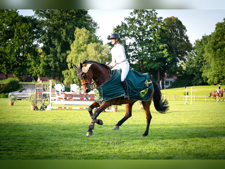 Mecklenburger Warmblut Stute 11 Jahre 172 cm Brauner in Negernbötel