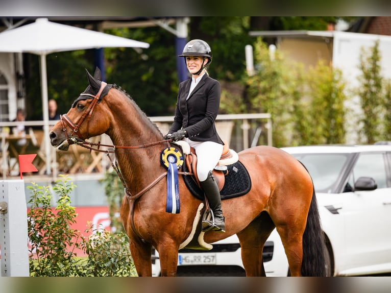 Mecklenburger Warmblut Stute 11 Jahre 172 cm Brauner in Negernbötel