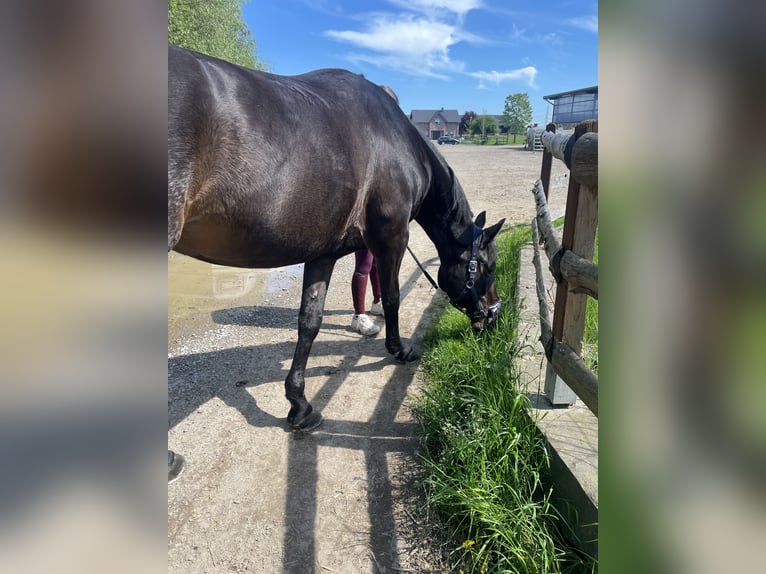 Mecklenburger Warmblut Stute 12 Jahre 162 cm in Viersen