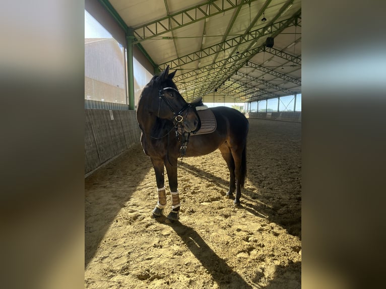 Mecklenburger Warmblut Stute 12 Jahre 162 cm in Viersen