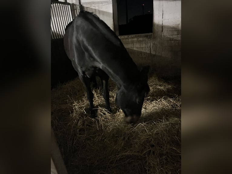 Mecklenburger Warmblut Stute 12 Jahre 162 cm in Viersen