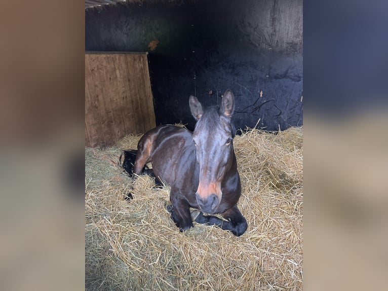 Mecklenburger Warmblut Stute 12 Jahre 162 cm in Viersen