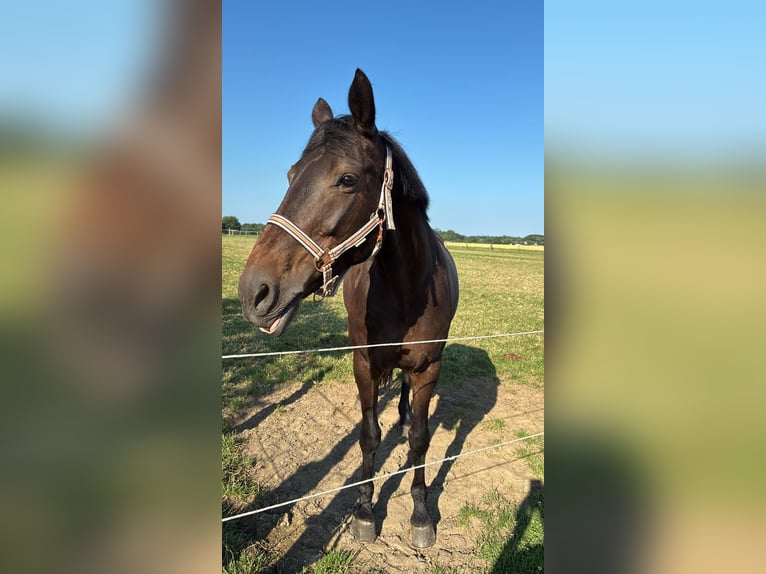 Mecklenburger Warmblut Stute 12 Jahre 162 cm Dunkelbrauner in Viersen
