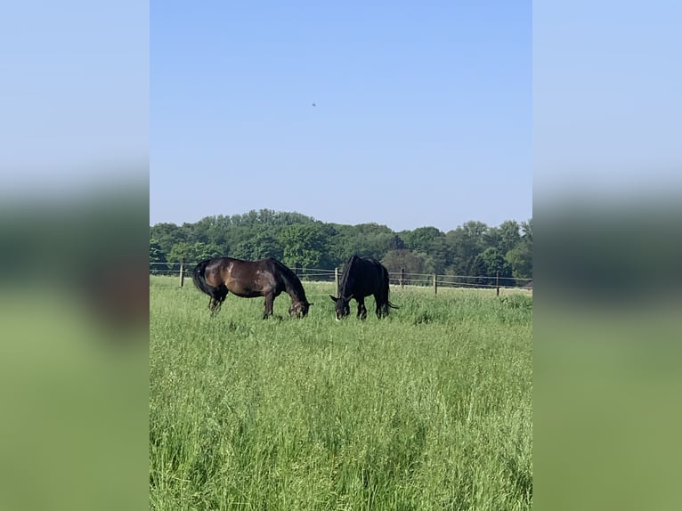 Mecklenburger Warmblut Stute 12 Jahre 162 cm Dunkelbrauner in Viersen