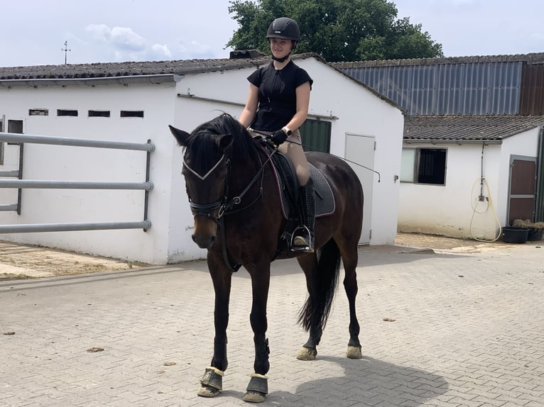 Mecklenburger Warmblut Stute 12 Jahre 162 cm Dunkelbrauner in Viersen