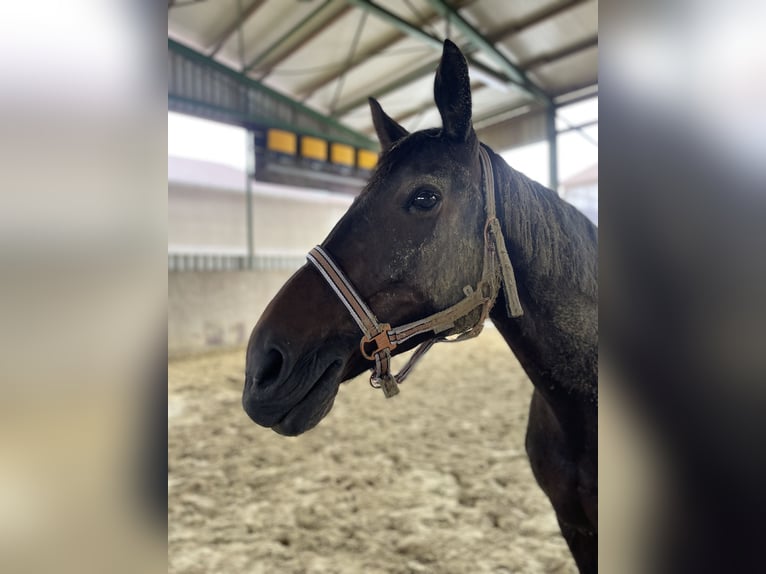 Mecklenburger Warmblut Stute 12 Jahre 162 cm Dunkelbrauner in Viersen