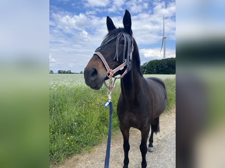 Mecklenburger Warmblut Stute 12 Jahre 162 cm Dunkelbrauner in Viersen