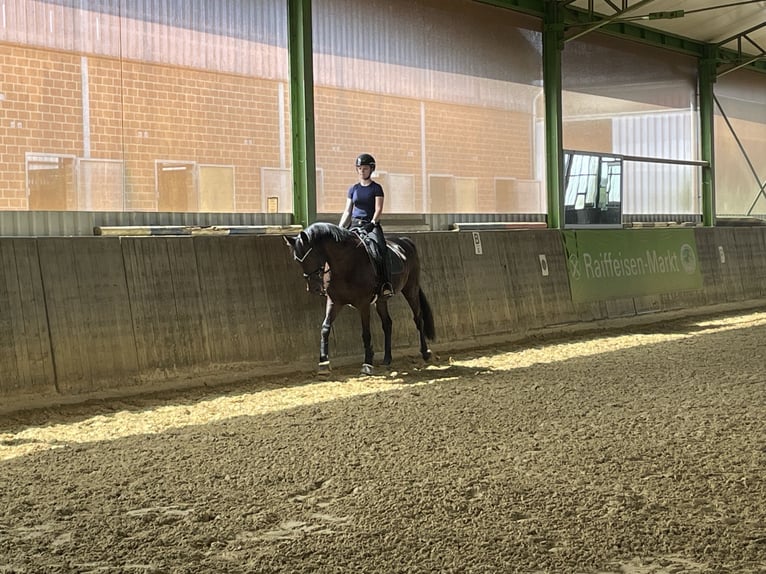 Mecklenburger Warmblut Stute 12 Jahre 162 cm Dunkelbrauner in Viersen