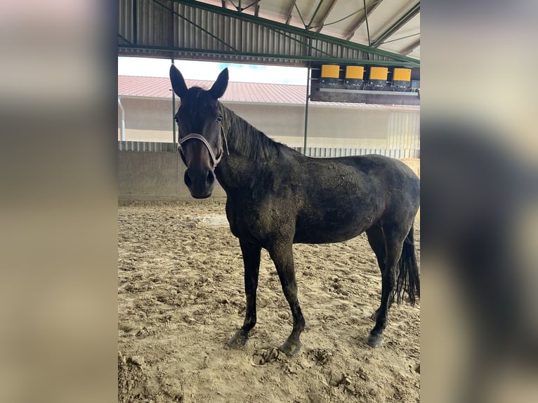 Mecklenburger Warmblut Stute 12 Jahre 162 cm Dunkelbrauner in Viersen