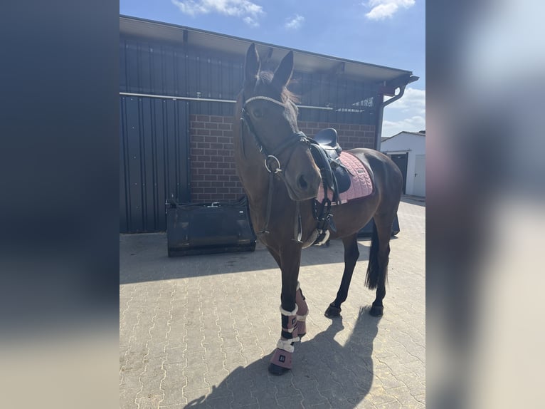 Mecklenburger Warmblut Stute 12 Jahre 162 cm Dunkelbrauner in Viersen