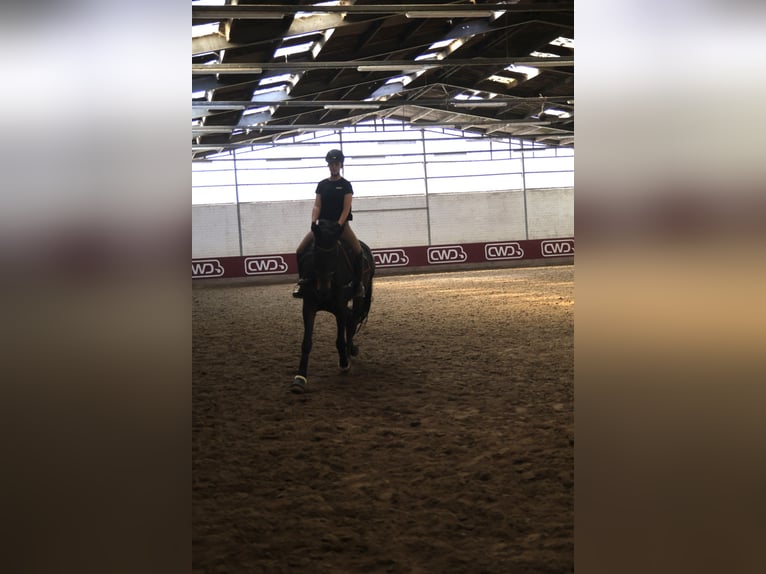 Mecklenburger Warmblut Stute 12 Jahre 162 cm Dunkelbrauner in Viersen