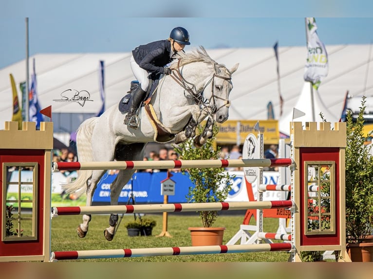 Mecklenburger Warmblut Stute 12 Jahre 164 cm Schimmel in Reddelich