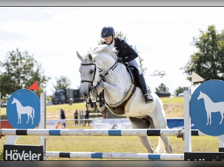 Mecklenburger Warmblut Stute 12 Jahre 164 cm Schimmel in Reddelich