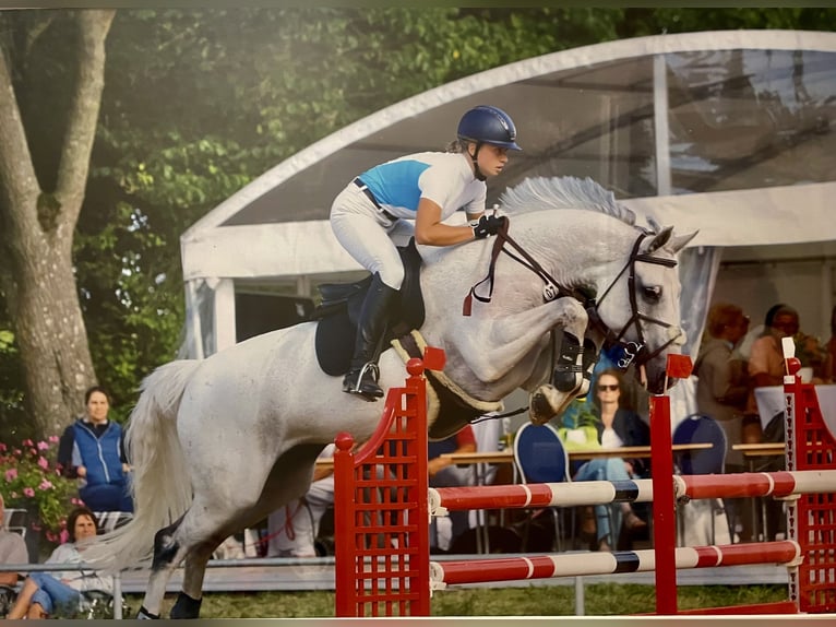 Mecklenburger Warmblut Stute 12 Jahre 164 cm Schimmel in Reddelich