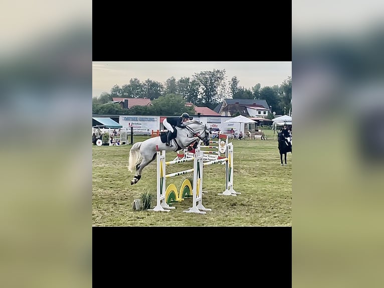 Mecklenburger Warmblut Stute 12 Jahre 164 cm Schimmel in Reddelich