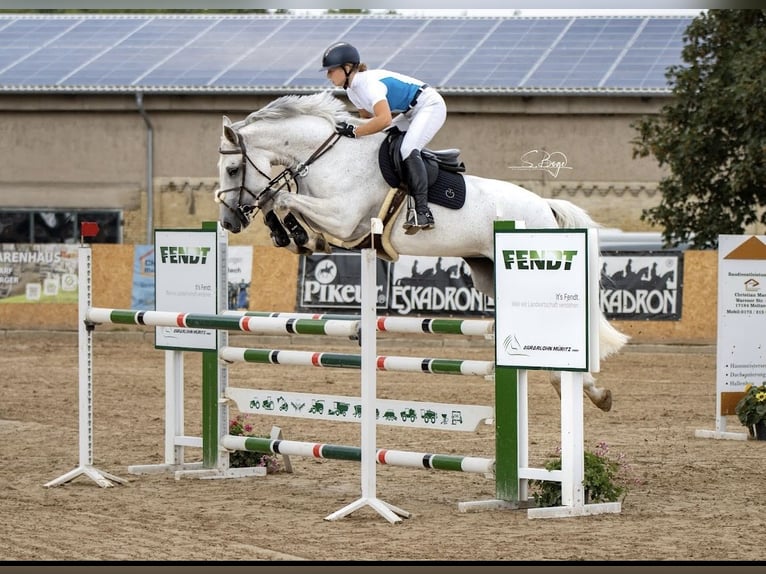 Mecklenburger Warmblut Stute 12 Jahre 164 cm Schimmel in Reddelich