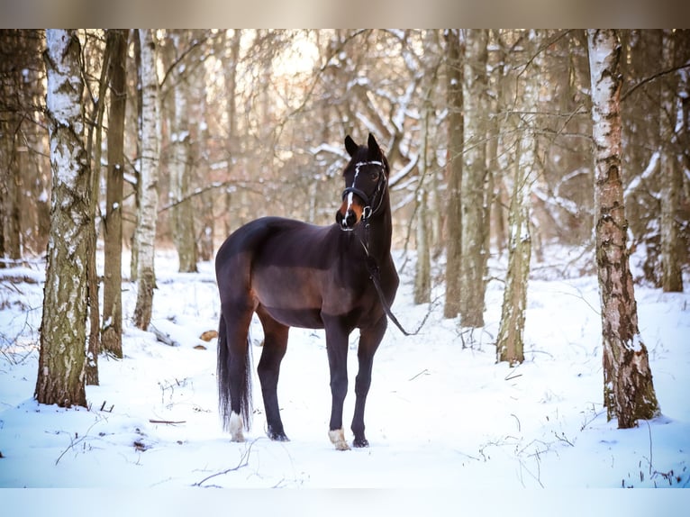 Mecklenburger Warmblut Stute 12 Jahre 168 cm Schwarzbrauner in R&#xFC;dnitz