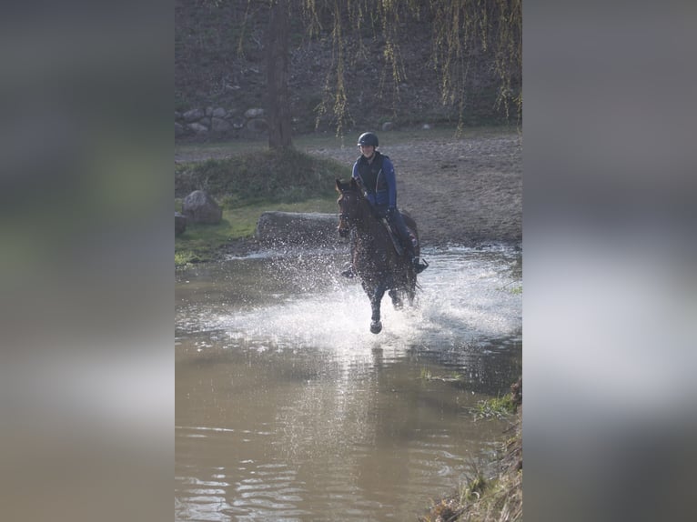 Mecklenburger Warmblut Stute 12 Jahre 170 cm Brauner in Mallentin