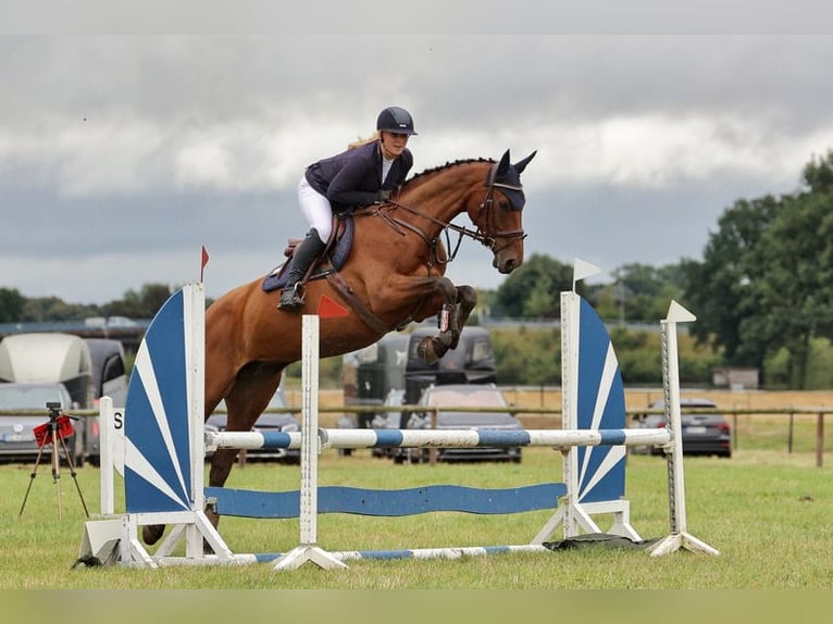 Mecklenburger Warmblut Stute 12 Jahre 170 cm Brauner in Mallentin