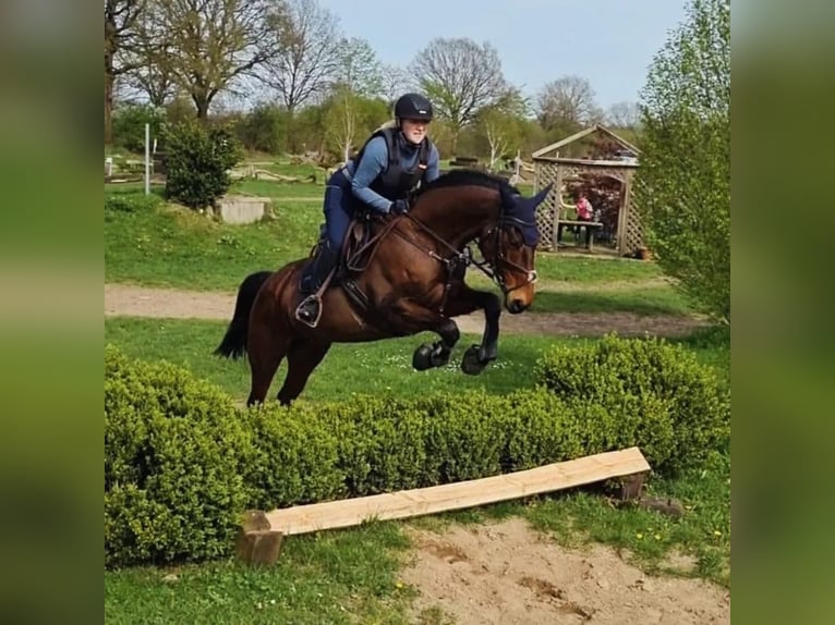 Mecklenburger Warmblut Stute 12 Jahre 170 cm Brauner in Mallentin