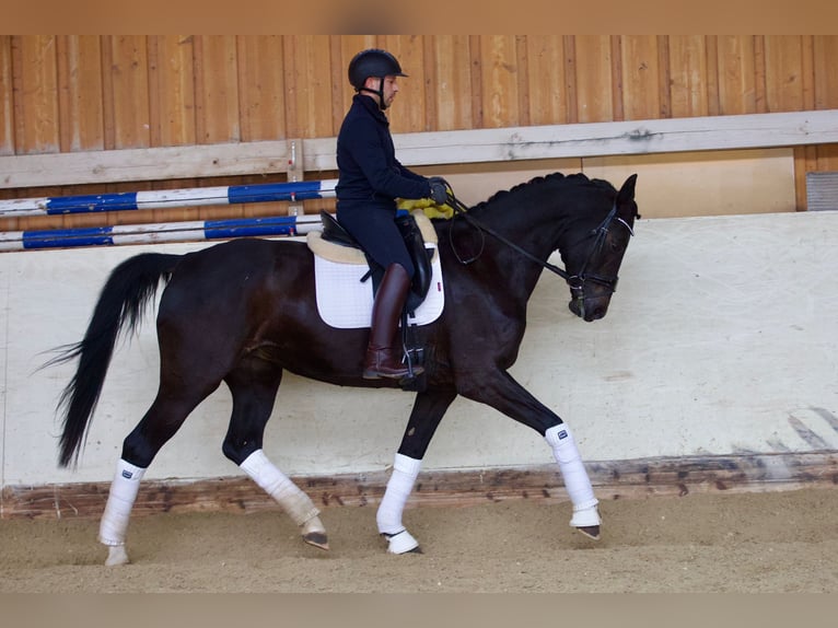 Mecklenburger Warmblut Stute 12 Jahre 173 cm Schwarzbrauner in Rabenhof