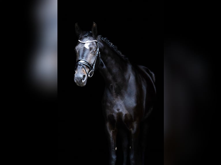 Mecklenburger Warmblut Stute 12 Jahre 173 cm Schwarzbrauner in Rabenhof