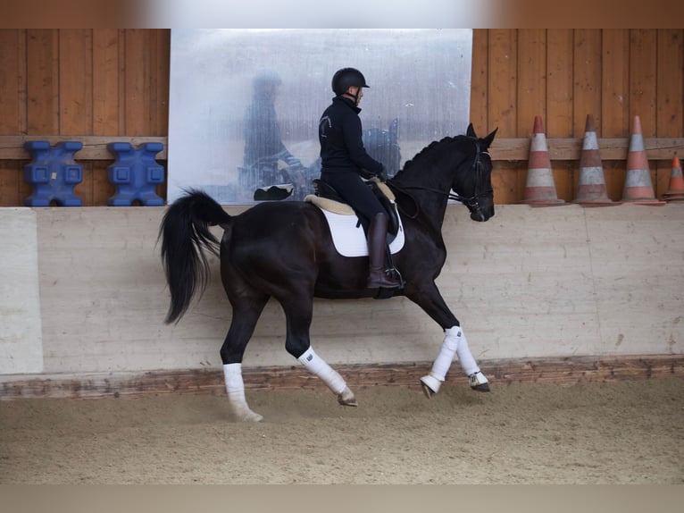 Mecklenburger Warmblut Stute 12 Jahre 173 cm Schwarzbrauner in Rabenhof