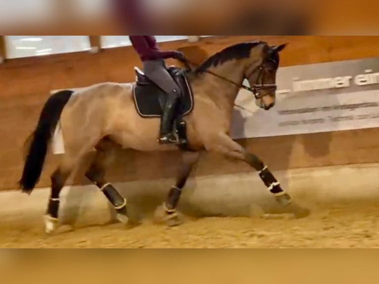 Mecklenburger Warmblut Stute 12 Jahre 174 cm Brauner in Warendorf