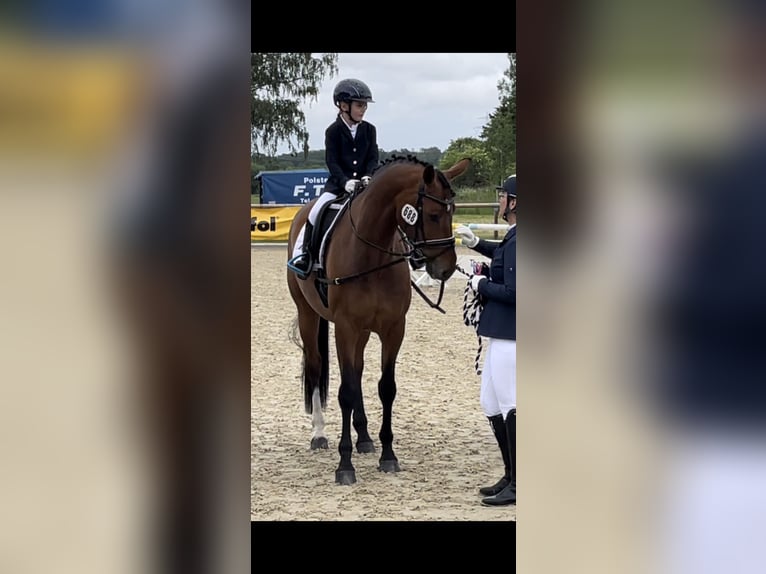 Mecklenburger Warmblut Stute 12 Jahre 174 cm Brauner in Warendorf