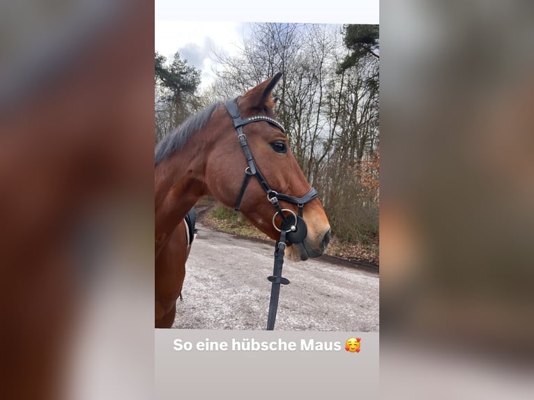 Mecklenburger Warmblut Stute 12 Jahre 174 cm Brauner in Galenberg