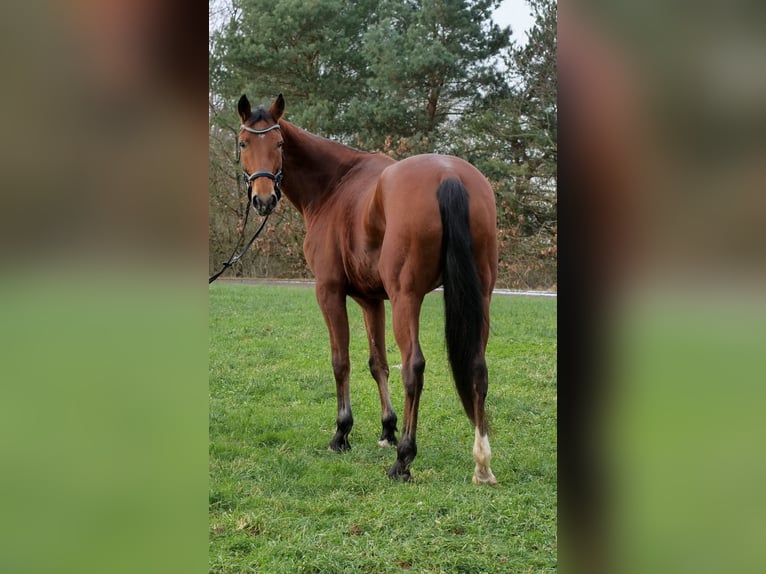 Mecklenburger Warmblut Stute 12 Jahre 174 cm Brauner in Galenberg