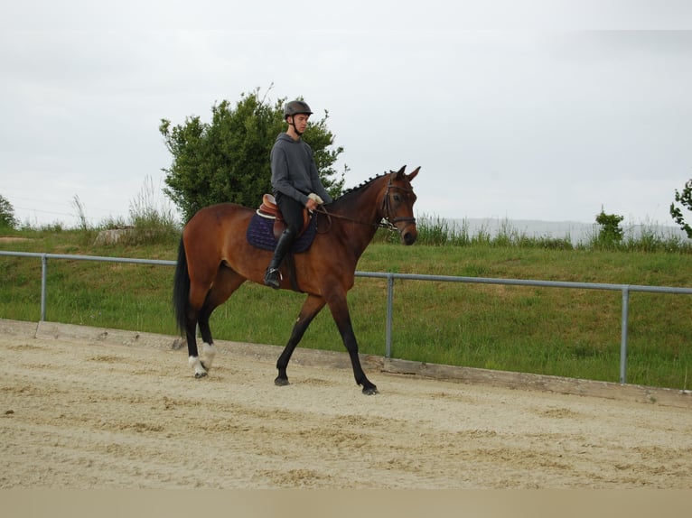 Mecklenburger Warmblut Stute 12 Jahre 174 cm Dunkelbrauner in Königslutter am Elm