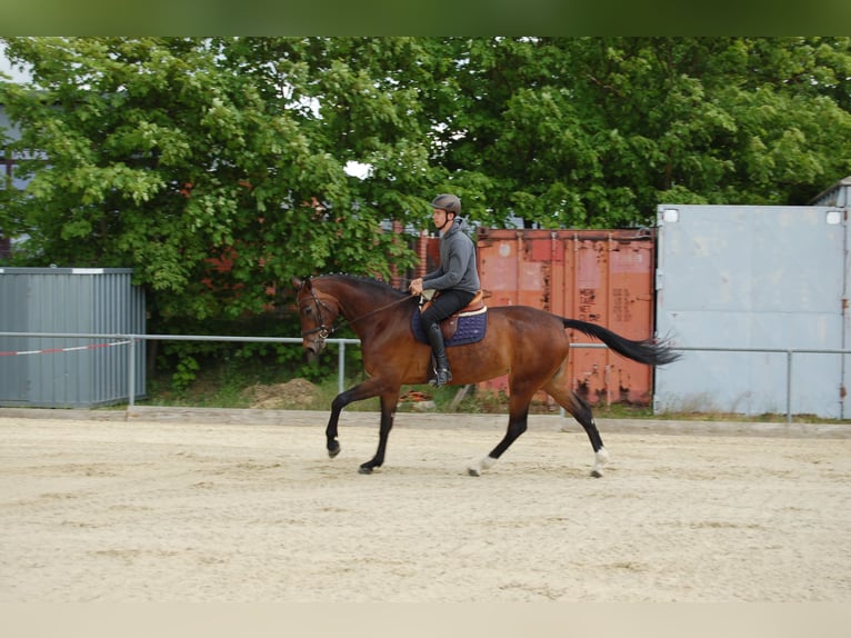 Mecklenburger Warmblut Stute 12 Jahre 174 cm Dunkelbrauner in Königslutter am Elm