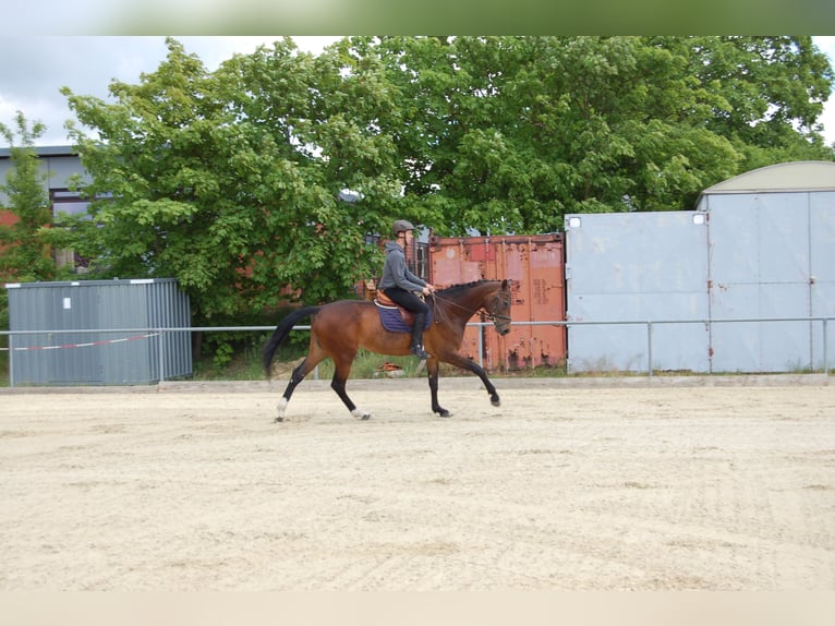 Mecklenburger Warmblut Stute 12 Jahre 174 cm Dunkelbrauner in Königslutter am Elm