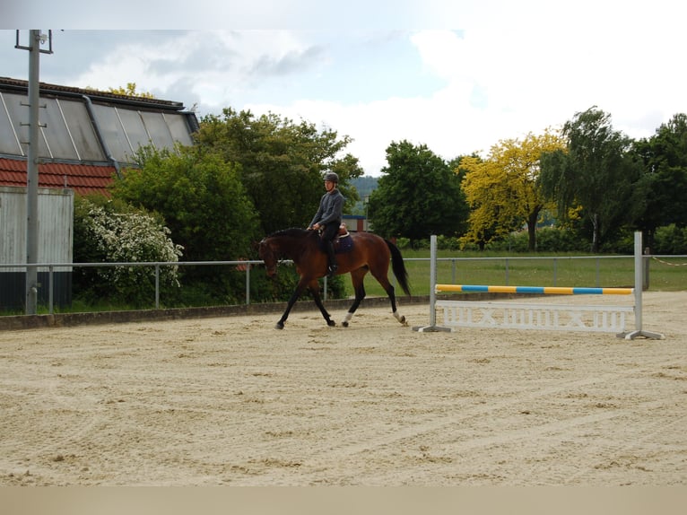 Mecklenburger Warmblut Stute 12 Jahre 174 cm Dunkelbrauner in K&#xF6;nigslutter am Elm