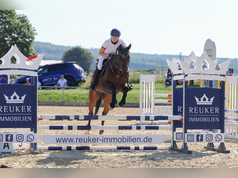 Mecklenburger Warmblut Stute 12 Jahre 174 cm Dunkelbrauner in Königslutter am Elm